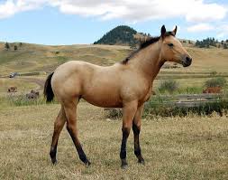Quarter horse animal art portraits, photographs, information and just plain fun. Pin By Jo Ailes Jean On Horses Foals Horses Quarter Horse Pretty Horses