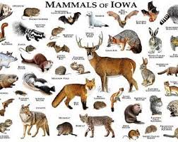 Etsy Your Place To Buy And Sell All Things Handmade Black Forest Animals Animal Posters Mammals