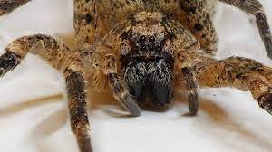 Die nosferatu spinne hat zwar einen furchteinflößenden namen, ist aber eigentlich recht harmlos. Kellerfund In Sachsen Erstmals Nosferatu Spinne Nachgewiesen Mdr De