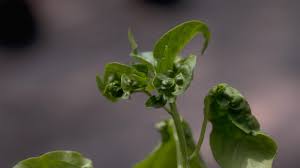 Something is going wrong in the garden. Leaf Curling On Vegetable Seedlings University Of Maryland Extension