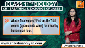 Q14 What Is Tidal Volume Find The Tidal Volume For A Healthy Human In An Hour Youtube