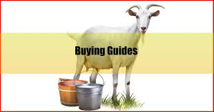 Hmm, you must be wondering why goat. 8 Best Goat Milk Malaysia Reviews Better Than Cow Milk