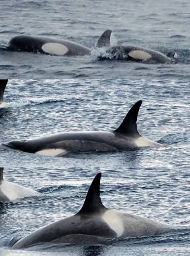 Type B killer whales (Orcinus orca) photographed around the French... | Download Scientific Diagram