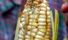 Specialize in agriculture, subsidi kerajaan and food production. Jabatan Pertanian Pantau Rerama Musnahkan Jagung Di Bachok Utusan Borneo Online