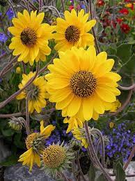 Helianthus Mollis Beautiful Flowers Plants Pretty Flowers
