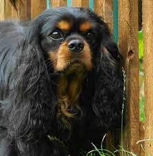 Pin On Cavaliers Everywhere