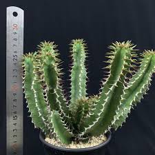 Image result for Euphorbia mlanjeana