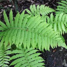 Image result for Christella dentata