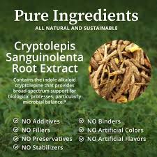 Image result for Cryptolepis