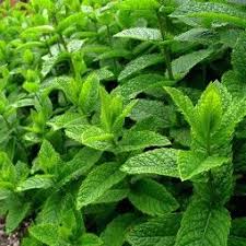 Epingle Sur Jardin