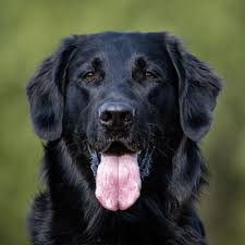 Lift your spirits with funny jokes, trending memes, entertaining gifs, inspiring stories, viral videos, and so much. What Does A Flat Coated Retriever Cost Puppy Price Annual Expenses