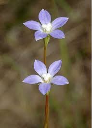 Image result for Wahlenbergia androsacea