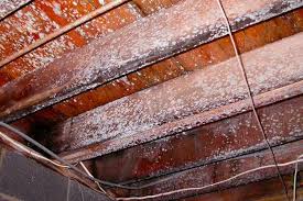 Mold in a basement is almost always from moisture. Killing Basement Mold And Mildew In Nashville Tnall Dry