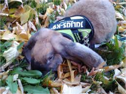 Alibaba.com offers 1,956 hay rack products. Diy Hay Bag For Rabbit Countingchick Ns