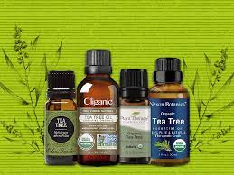 Best Tea Tree Oil What Is It Learn More About Its Benefits Here