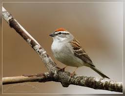 Bird With Red Spot On Head And Black Spot On Chest Photo Of The Day Chipping Sparrow Birding In Maine Sparrow Bird Backyard Birds Bird