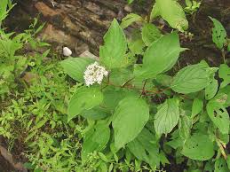 Image result for Sericorema sericea