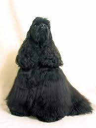 Black Cocker Spaniel Long Coat Cocker Spaniel Anglais Cocker Cocker Americain