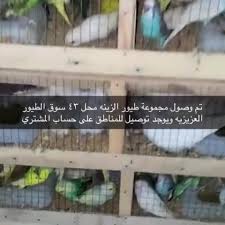 مؤسسة موسوعة الطيور للتجارة posts facebook