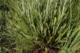 Image result for Helichrysum harveyanum