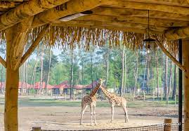 Safaripark beekse bergen volgt de richtlijnen van het rivm. Wauw Wat Is Safari Resort Beekse Bergen Gaaf