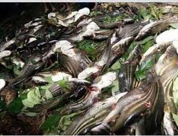 Yang ingin jadi agent pengambilan melebihi 10kg ikan bilis akan diberi harga yg jauh lebih murah,insyallah boleh kita cari makan sama2. Sarawak Edition Pesta Ikan Tapah Musim Ikan Tapah Facebook