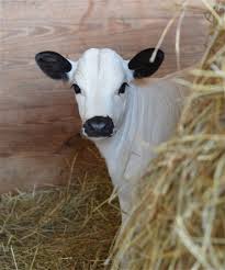Thursday Morning In Faces Animals Cute Cows Animals Beautiful