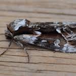 Image result for Hyppa rectilinea