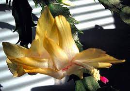 The one i bought last year labeled 'yellow' bloomed again this year, but to me it looks more like a golden color whereas the color when i bought it was paler. Yellow Christmas Cactus Plant Zygocactus 4 Pot Pricepulse