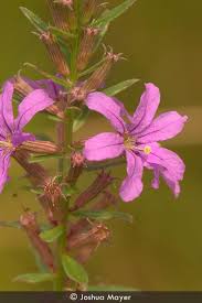 Image result for Lythrum