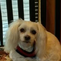 Sarah June Levesque Email & Phone Number