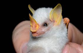 25 Of The Cutest Bat Species Mnn Mother Nature Network