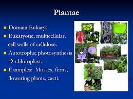 Classification Of Living Things Ppt Download