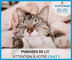 punaise de lit chats ce qu il y a a savoir docteur nuisibles