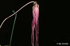 Image result for Bulbophyllum X chikukwa