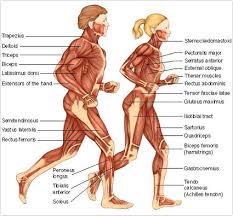 The perineum is the portion of the body forming the floor of the pelvis. Human Anatomy Side View Anatomy Drawing Diagram