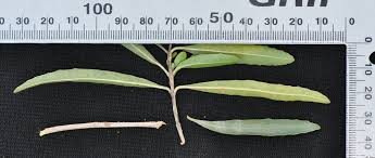 Image result for Nuxia oppositifolia