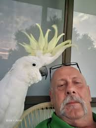 What does it mean when a sulphur-crested cockatoo puts leaves in your hand?