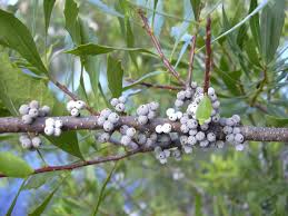Image result for Myrica salicifolia