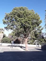 Image result for Afrocarpus falcatus