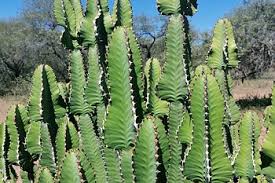 Image result for Euphorbia cooperi