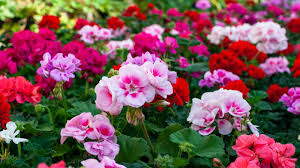 Image result for Pelargonium domesticum round-leaved bushy