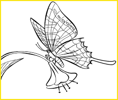 Cara menggambar tribal kupu kupu youtube via youtube.com. 2021 Gambar Sketsa Kupu Kupu Indah Cantik Mudah Dibuat Sindunesia