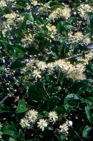 Image result for Vincetoxicum apiculatum