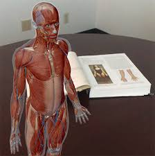 1,460 free images of human body. Anatomy And Physiology Anatomical Position And Directional Terms