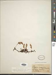 Image result for Pleopeltis  × simiana