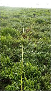 Image result for Abutilon englerianum