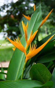 Image result for Strelitziaceae