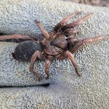 Image result for Pycnosphaera