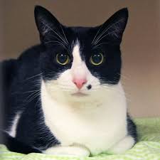 Black And White Tuxedo Cat Adopted Monroe Is A 4 Year Old Neutered Male Black White Tuxedo Domestic Short Hair Cat Monroe S Dramatically Handsome L Pretty Cats Cute Cats White Cats